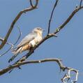 Fan-tailed Cuckoo (Cacomantis flabelliformis)