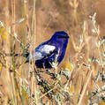 White-winged Fairywren (Malurus leucopterus)