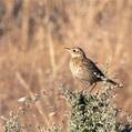 Australian Pipit (Anthus australis)