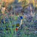 Eastern Bluebonnet (Northiella haematogaster)