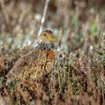 Plains-wanderer (Pedionomus torquatus)