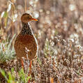 Plains-wanderer (Pedionomus torquatus)