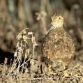 Plains-wanderer (Pedionomus torquatus)
