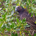 New Zealand Kaka (Nestor meridionalis)