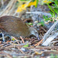Lord Howe Woodhen (Gallirallus sylvestris)