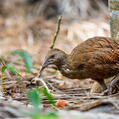 Lord Howe Woodhen (Gallirallus sylvestris)