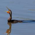 Australasian Darter (Anhinga novaehollandiae)