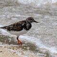 Ruddy Turnstone (Arenaria interpres)
