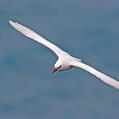 Red-tailed Tropicbird (Phaethon rubricauda)