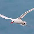 Red-tailed Tropicbird (Phaethon rubricauda)