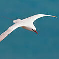 Red-tailed Tropicbird (Phaethon rubricauda)