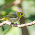 Silvereye (Zosterops lateralis)