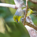 Silvereye (Zosterops lateralis)