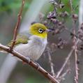 Silvereye (Zosterops lateralis)