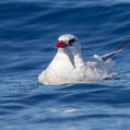 Red-tailed Tropicbird (Phaethon rubricauda)