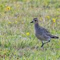 Pacific Golden Plover (Pluvialis fulva)