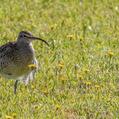 Whimbrel (Numenius phaeopus)