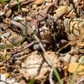 Grey Wolf Spider (Portacosa cinerea)