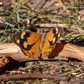 Common Brown (Heteronympha merope)