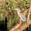 Striated Heron (Butorides striata)