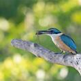 Sacred Kingfisher (Todiramphus sanctus)