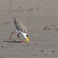 Masked Lapwing (Vanellus miles)
