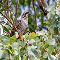 Pacific Koel (Eudynamys orientalis)