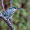 Striated Heron (Butorides striata)