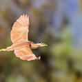Nankeen Night Heron (Nycticorax caledonicus)