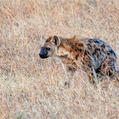 Spotted Hyaena (Crocuta crocuta)