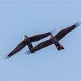 Red-tailed Black Cockatoo (Calyptorhynchus banksii)
