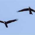 Red-tailed Black Cockatoo (Calyptorhynchus banksii)
