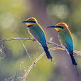 Rainbow Bee-eater (Merops ornatus)