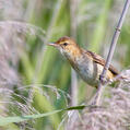Australian Reed Warbler (Acrocephalus australis)