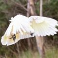 Sulphur-crested Cockatoo (Cacatua galerita)