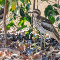 Bush Stone-curlew (Burhinus grallarius)