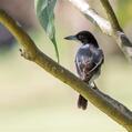 Silver-backed Butcherbird (Cracticus argenteus)