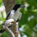 Silver-backed Butcherbird (Cracticus argenteus)