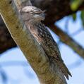 Tawny Frogmouth (Podargus strigoides)