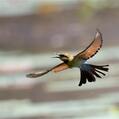 Rainbow Bee-eater (Merops ornatus)