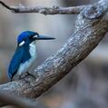 Little Kingfisher (Ceyx pusillus)