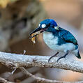 Little Kingfisher (Ceyx pusillus)