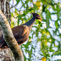 Orange-footed Scrubfowl (Megapodius reinwardt)