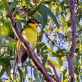 Australasian Figbird (Sphecotheres vieilloti)