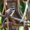Arafura Fantail (Rhipidura dryas)