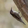 White-throated Treecreeper (Cormobates leucophaea)