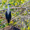 Pied Heron (Egretta picata)