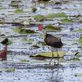 Comb-crested Jacana (Irediparra gallinacea)