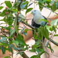 Black-banded Fruit Dove