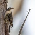 White-throated Treecreeper (Cormobates leucophaea)